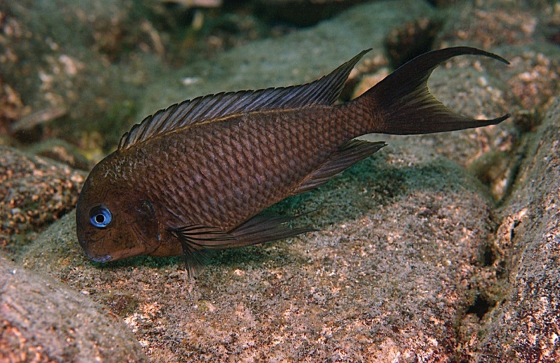 Tropheus polli 'Kalugunga'